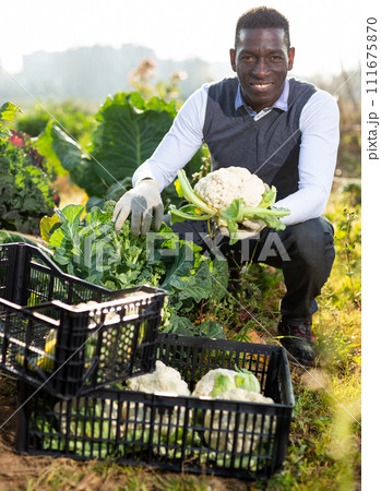 Man harvesting cauliflowers 111675870