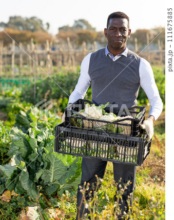Farmer with box of cauliflowers Farmer with box of cauliflowers 111675885