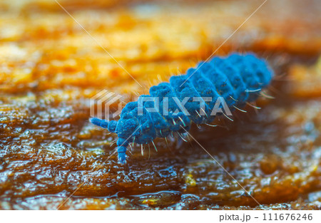 Moss Springtail - Neanura muscorum. Decomposer.  111676246