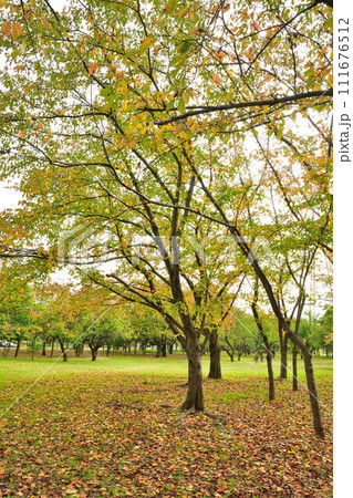 秋の島見緑地公園(新潟県) 秋の島見緑地公園(新潟県) 111676512