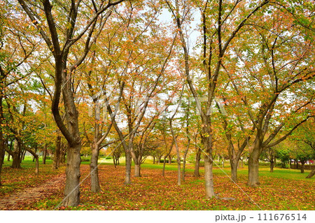 秋の島見緑地公園(新潟県) 秋の島見緑地公園(新潟県) 111676514