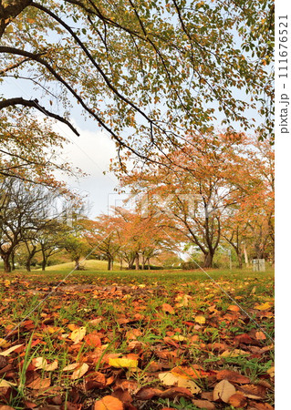秋の島見緑地公園(新潟県) 秋の島見緑地公園(新潟県) 111676521
