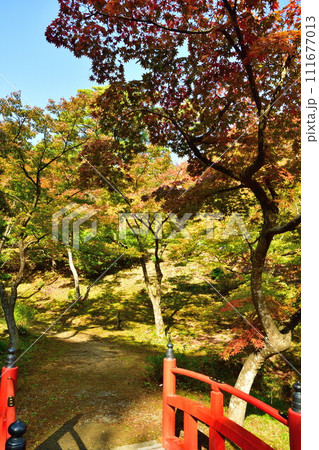 秋の弥彦もみじ谷(新潟県) 秋の弥彦もみじ谷(新潟県) 111677013
