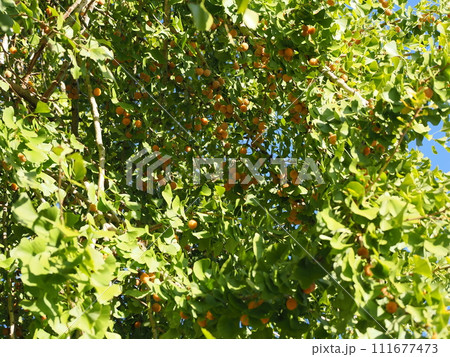 たわわに実る銀杏 たわわに実る銀杏 111677473