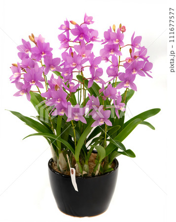 鉢植えのミニカトレア 111677577