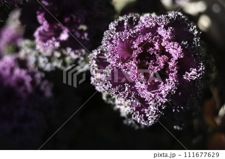 ハボタン 111677629