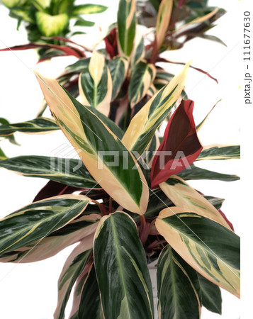 カラテア　トリオスター 111677630