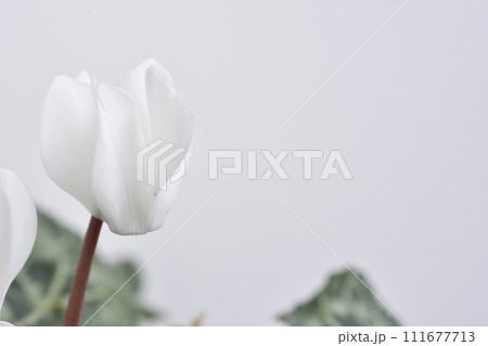 ガーデンシクラメン 111677713