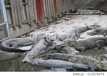 大分県別府温泉で地獄めぐり 大分県別府温泉で地獄めぐり 111678076