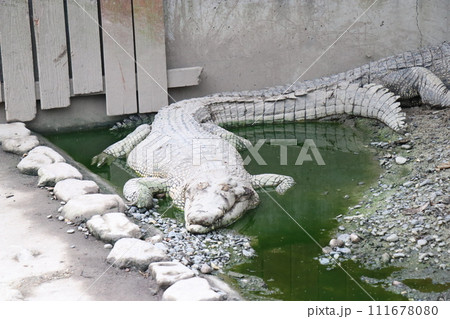 大分県別府温泉で地獄めぐり 大分県別府温泉で地獄めぐり 111678080