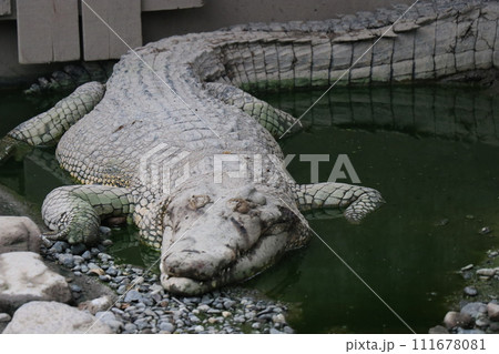 大分県別府温泉で地獄めぐり 大分県別府温泉で地獄めぐり 111678081