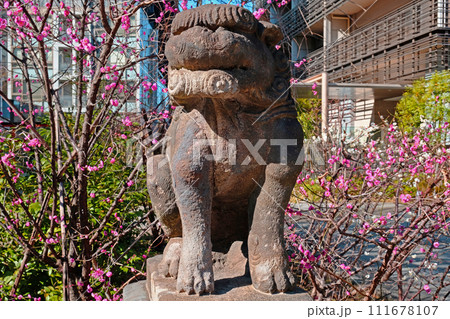 東京都新宿区　成子天神社の狛犬（吽形）と紅梅 111678107