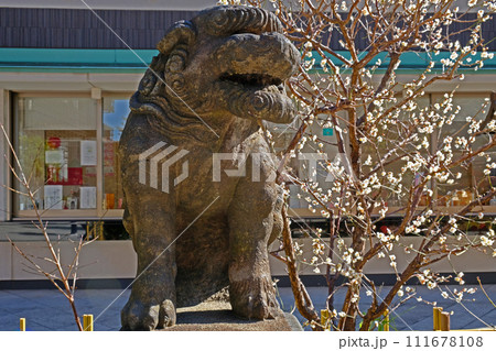 東京都新宿区 成子天神社の狛犬(阿形)と白梅 東京都新宿区 成子天神社の狛犬(阿形)と白梅 111678108