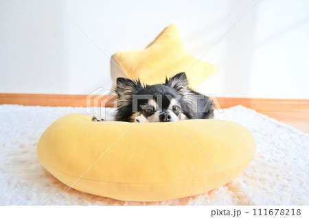 リビングでくつろぐロングコートチワワの日常 リビングでくつろぐロングコートチワワの日常 111678218