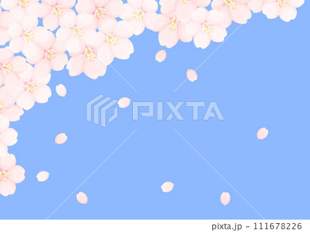 桜の花 桜の花 111678226