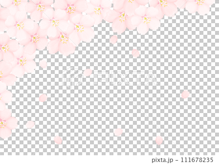 Cherry Blossom	 111678235