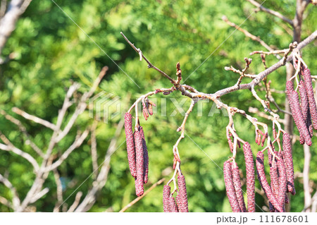 ヤマハンノキの花序(冬、二月) ヤマハンノキの花序(冬、二月) 111678601