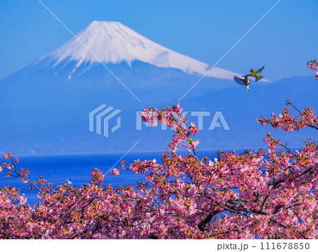 富士山を背に満開の河津桜の上空で戯れるメジロ 富士山を背に満開の河津桜の上空で戯れるメジロ 111678850