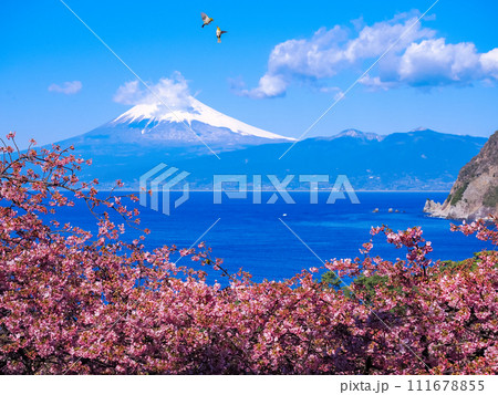 富士山を背に満開の河津桜の上空で戯れるメジロ 富士山を背に満開の河津桜の上空で戯れるメジロ 111678855