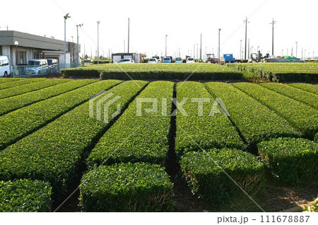 日本三大銘茶 狭山茶 日本三大銘茶 狭山茶 111678887