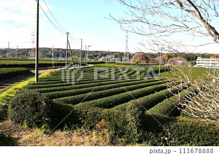 日本三大銘茶 狭山茶 日本三大銘茶 狭山茶 111678888