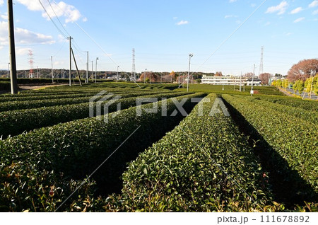 日本三大銘茶 狭山茶 111678892