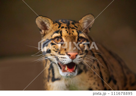 clouded leopard (Neofelis nebulosa) wild cat 111678895