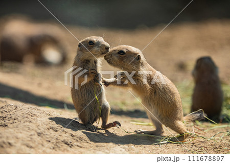 Black-tailed prairie dog (Cynomys ludovicianus) 111678897