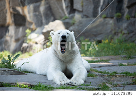 Funny polar bear. Polar bear sitting funny pose. 111678899