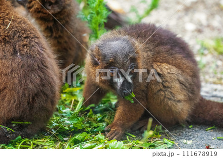 red-fronted brown lemur with long beautiful tail 111678919