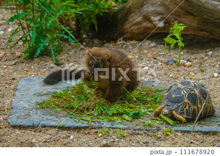 red-fronted brown lemur with long beautiful tail red-fronted brown lemur with long beautiful tail 111678920