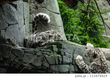 Big white Snow leopard lies with piercing yellow eyes Big white Snow leopard lies with piercing yellow eyes 111678924