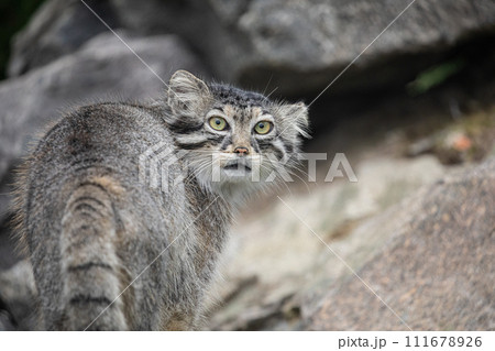 Pallas's cat Manul Otocolobus manul cute wild cat Pallas's cat Manul Otocolobus manul cute wild cat 111678926