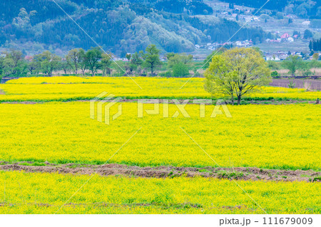 長野 飯山の菜の花　～いいやま菜の花まつり～ 111679009