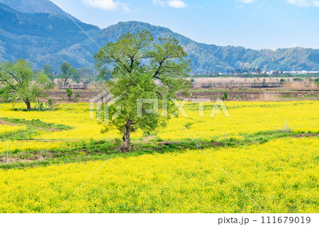 長野 飯山の菜の花　～いいやま菜の花まつり～ 111679019