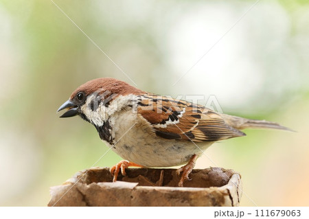 スズメ 身近な野鳥 クローズアップ 茶色い鳥 スズメ 身近な野鳥 クローズアップ 茶色い鳥 111679063