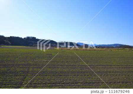 春を待つ麦畑　緑の新芽　花園インター付近　　 111679246