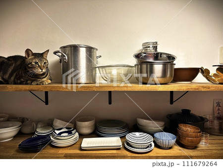 食器棚と食器と猫 111679264