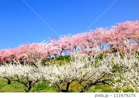 箕郷梅林 111679278