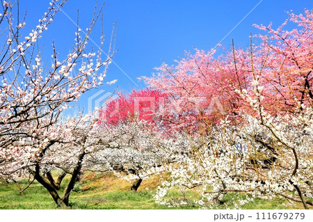 箕郷梅林 111679279