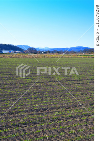 青空の中 春を待つ麦畑 緑の新芽 花園インター付近 青空の中 春を待つ麦畑 緑の新芽 花園インター付近 111679299