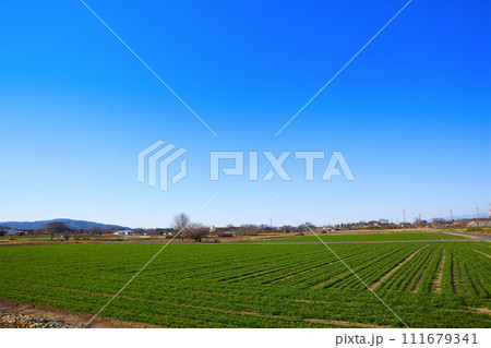 青空の中 春を待つ麦畑 緑の新芽 花園インター付近 青空の中 春を待つ麦畑 緑の新芽 花園インター付近 111679341