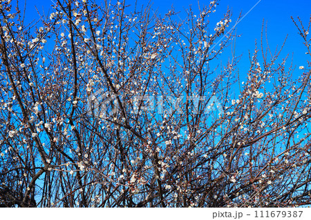 春告げ　早春　梅の花　花園インター付近　　 111679387