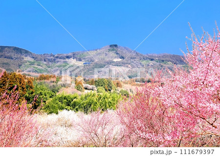 秋間梅林 111679397