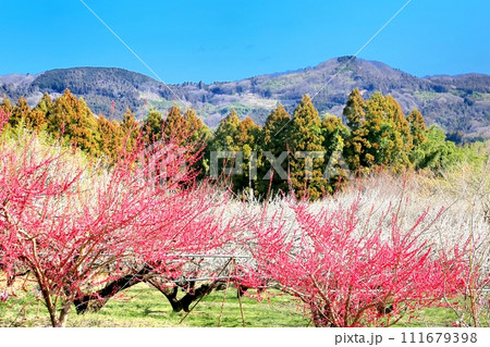 秋間梅林 111679398