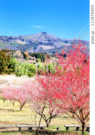 秋間梅林 111679405