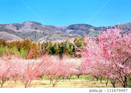 秋間梅林 111679407