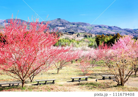 秋間梅林 111679408