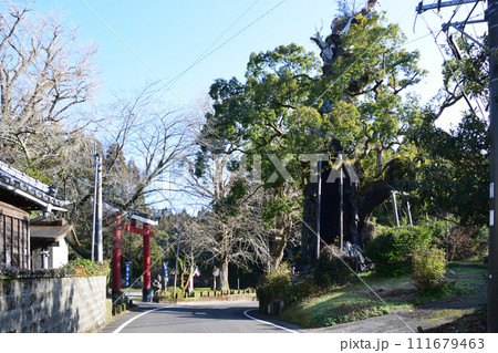 旗山神社の大楠 旗山神社の大楠 111679463