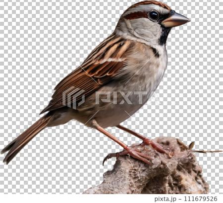 A close-up photo of a cute sparrow bird with beautiful postures.  111679526